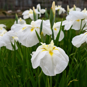 Iris ensata White Ladies - Iris du Japon White Ladies - Iris de Sibérie et du Japon