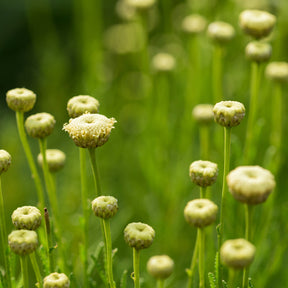 Santoline Edward Bowles - Willemse