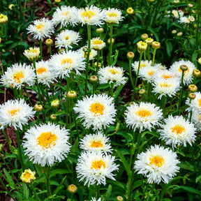 Marguerite d'été Coconut - Willemse