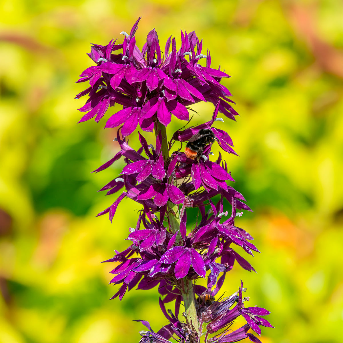 Lobelia Vedrariensis - Willemse