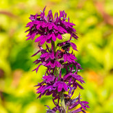 Lobelia Vedrariensis - Willemse