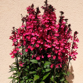 Lobelia Russian Princess - Lobelia speciosa Russian Princess - Willemse