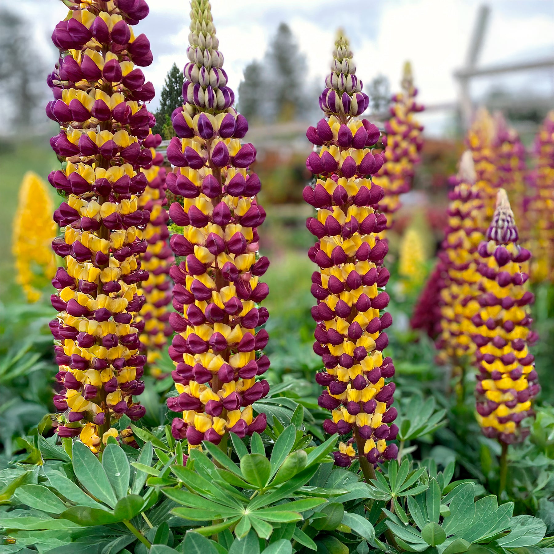Lupin Manhattan Lights® - Willemse