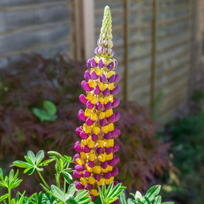Lupinus Manhattan Lights® - Lupin Manhattan Lights® - Lupin