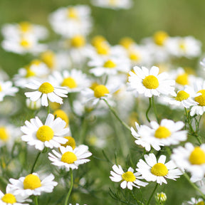 Lupin - Lupin Noble Maiden - Lupinus Noble Maiden