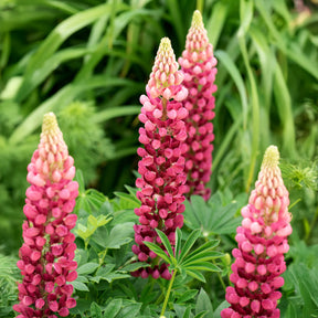 Lupinus The Pages - Lupin The Pages - Lupin