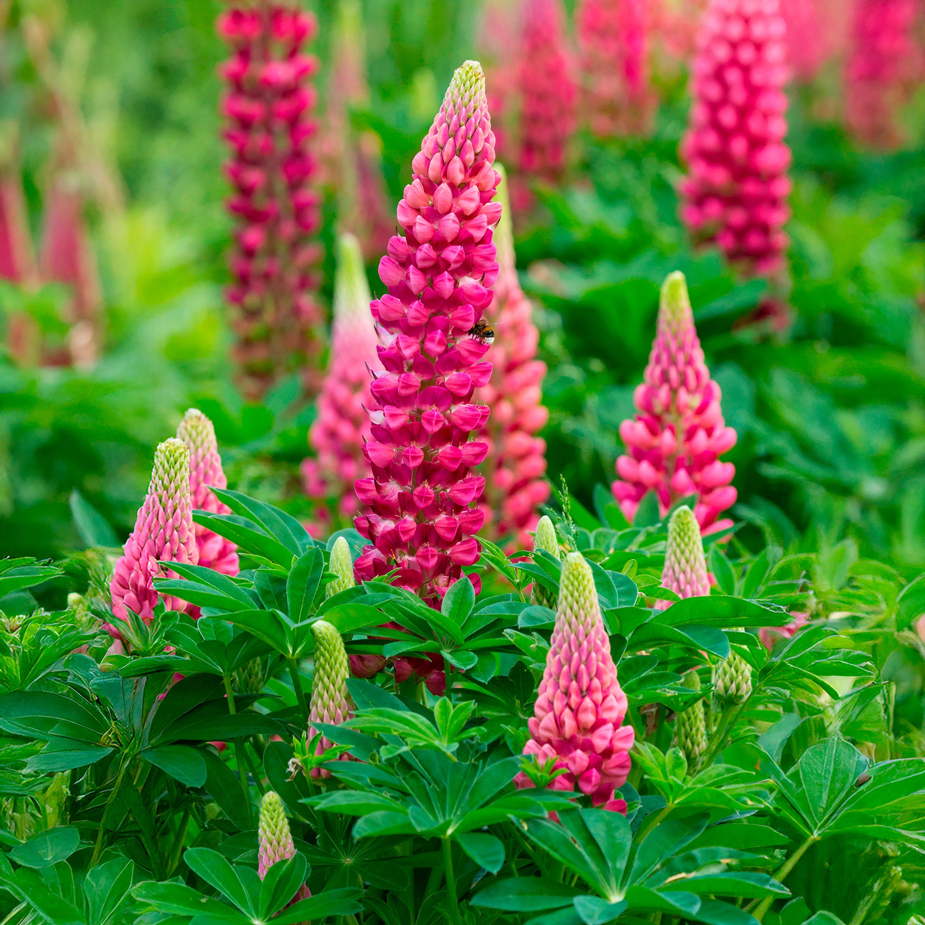 Lupin The Pages - Lupinus The Pages - Willemse