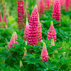 Lupin The Pages - Lupinus The Pages - Willemse