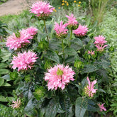 Monarde Sugar Buzz Pink Frosting - Willemse