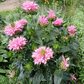 Monarde Sugar Buzz Pink Frosting - Willemse
