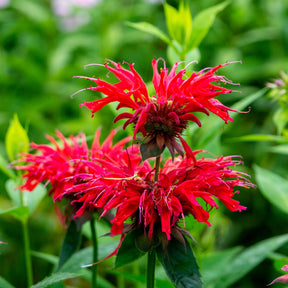 Monarde écarlate - Monarda didyma - Willemse