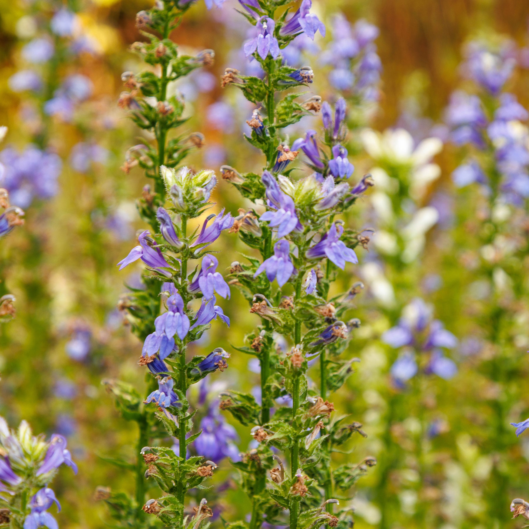 Lobelia siphilitica - Grande Lobelia - Lobelia