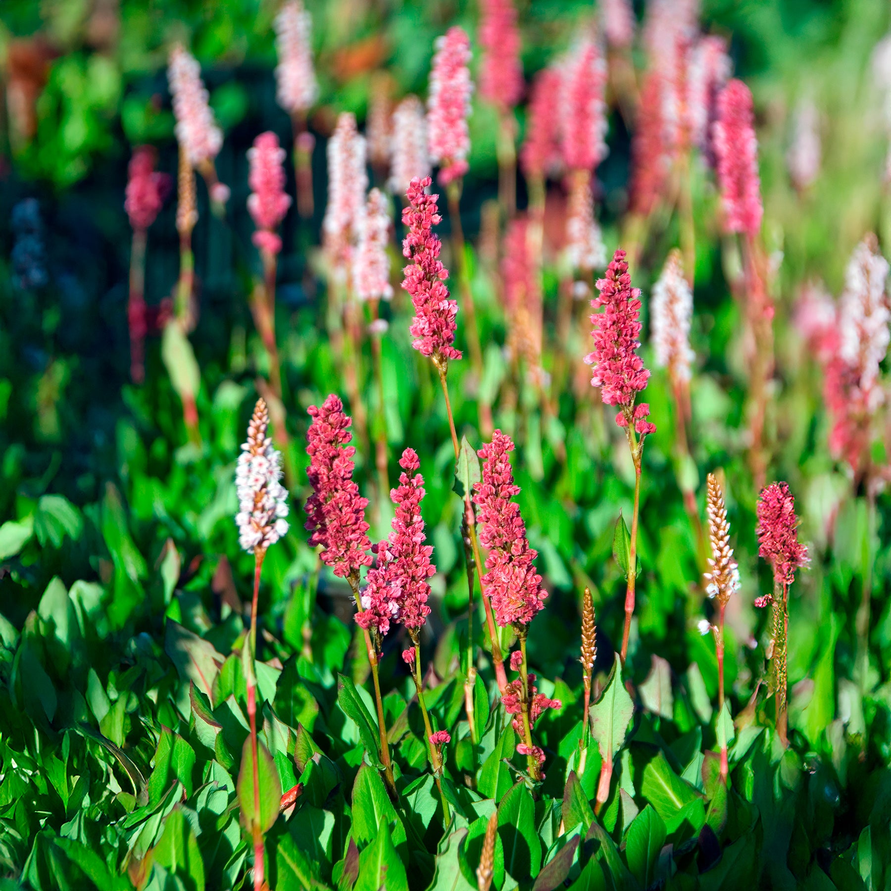Renouée - Persicaire - Renouée naine Kabouter - Persicaire - Persicaria affinis Kabouter