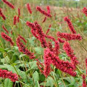 Renouée - Persicaire - Renouée Fat Domino - Persicaire - Persicaria amplexicaulis Fat Domino