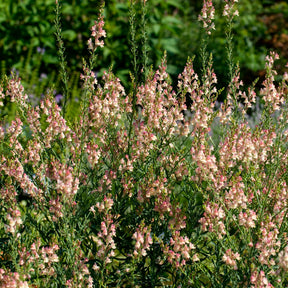 Linaire pourpre Peachy - Willemse