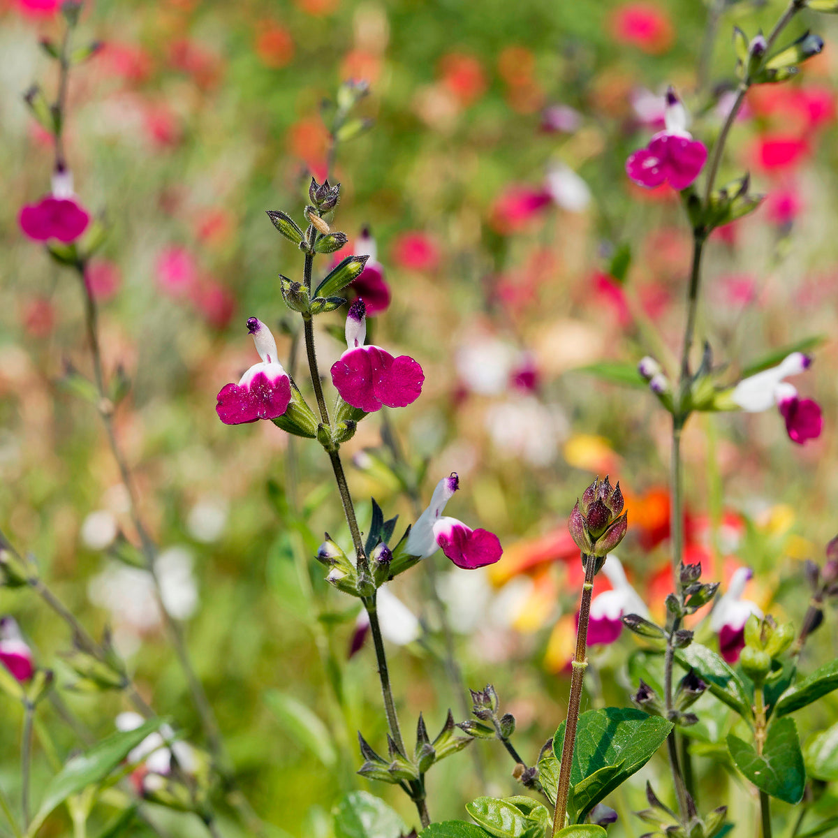 Sauge Amethyst Lips - Willemse