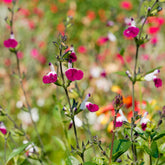 Sauge Amethyst Lips - Willemse