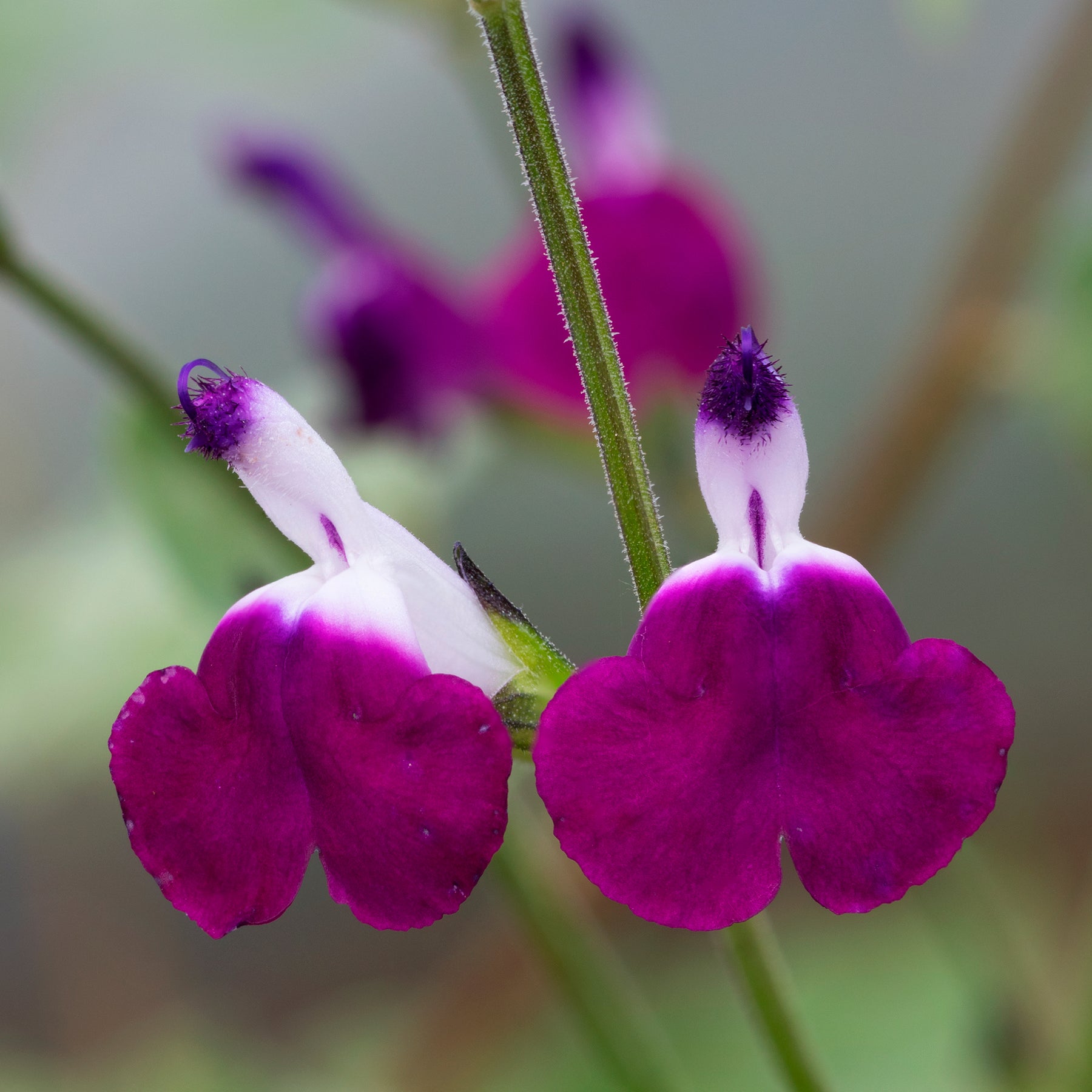 Salvia greggii Amethyst Lips - Sauge Amethyst Lips - Sauges