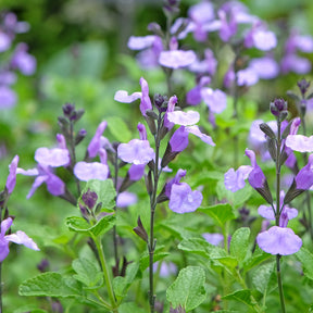 Sauge arbustive So Cool Pale Blue - Willemse