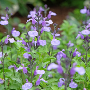 Sauges - Sauge arbustive So Cool Pale Blue - Salvia microphylla So Cool Pale Blue