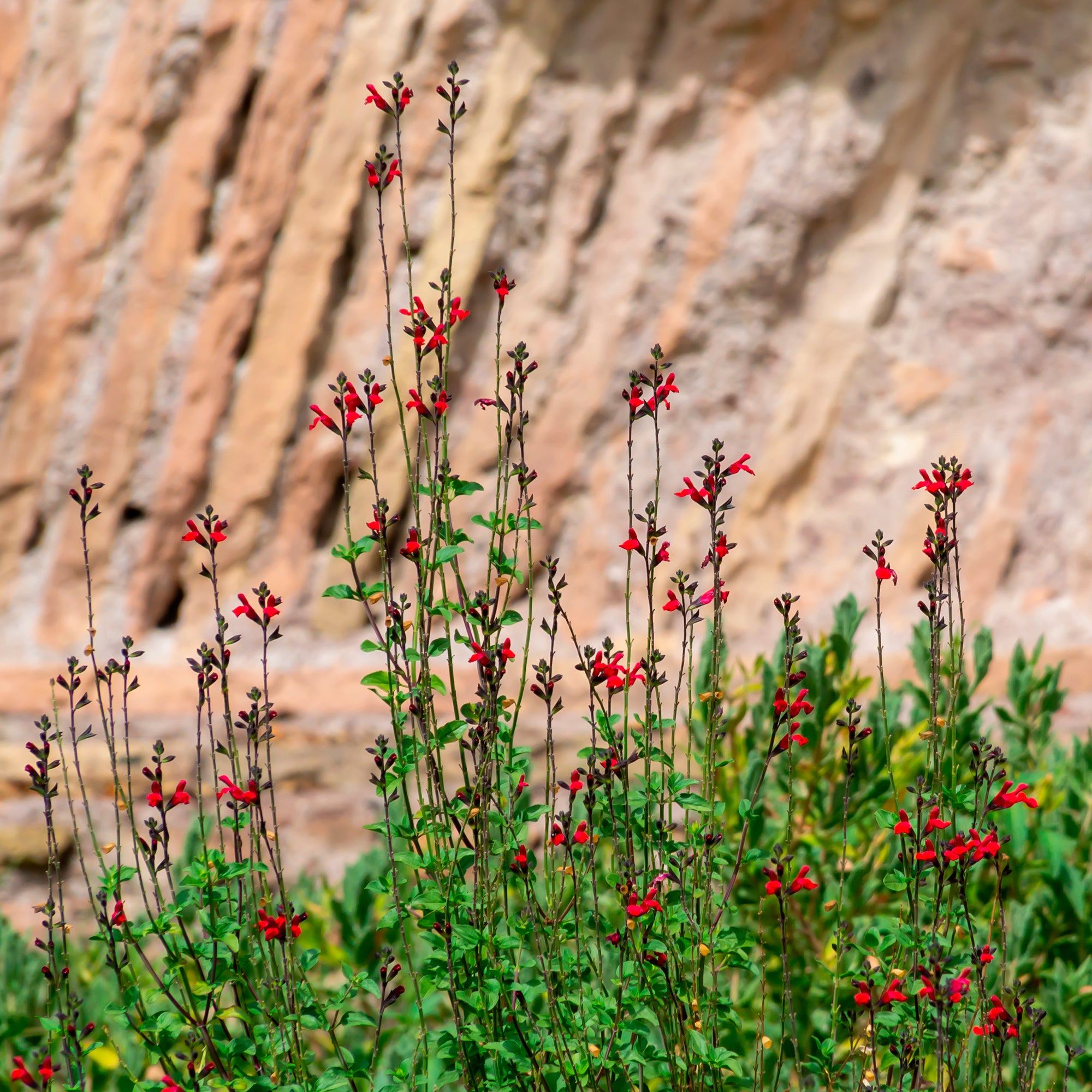 Sauge arbustive Rêve Rouge, floraison facile | Willemse