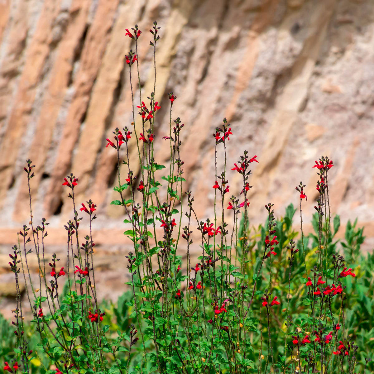 Sauge arbustive Rêve Rouge - Willemse