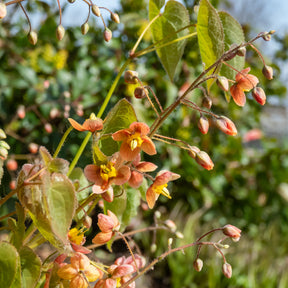 Epimedium warleyense - Willemse