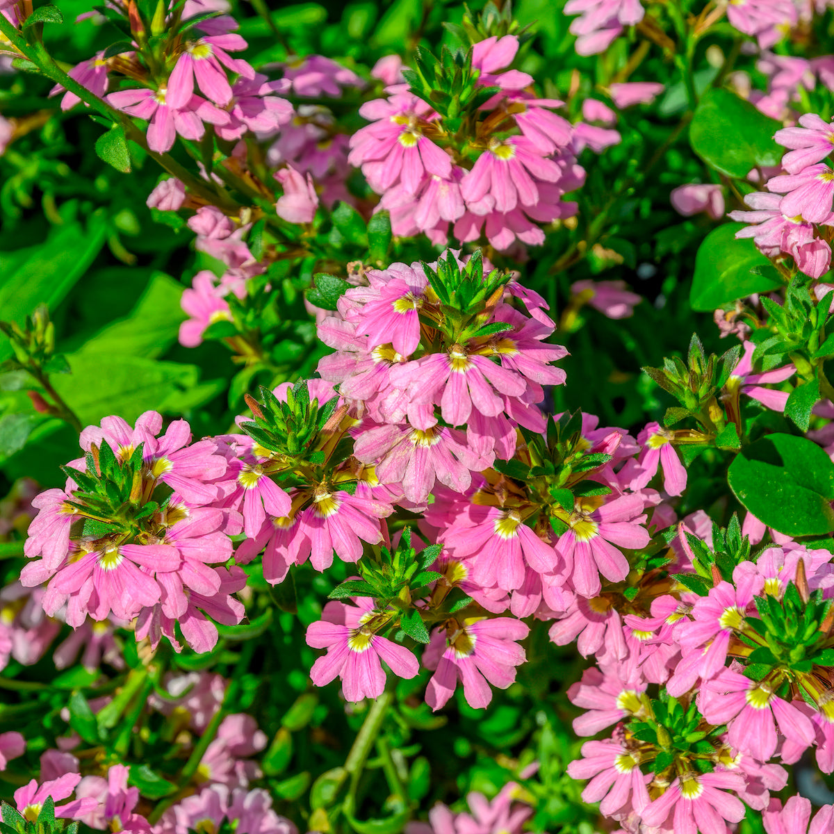 Scaevola Baby Pink Touch - Willemse