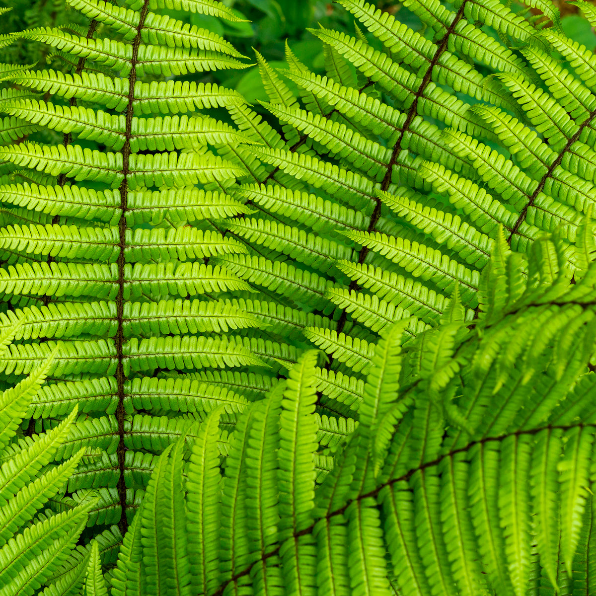 Fougère à écailles dorées - Willemse