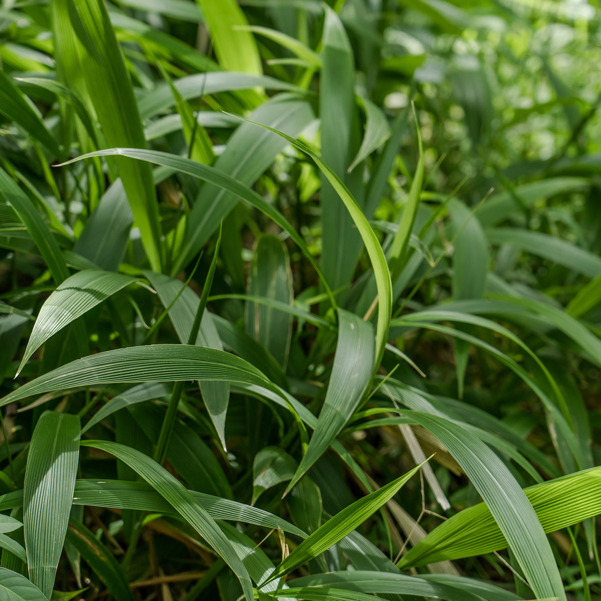 Herbe palmier - Willemse