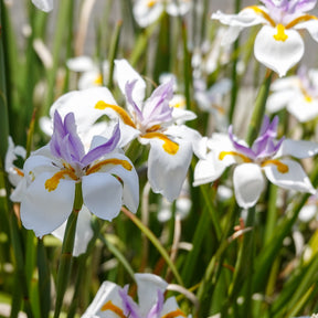 Dietes grandiflora - Dietes à grandes fleurs - Fleurs vivaces