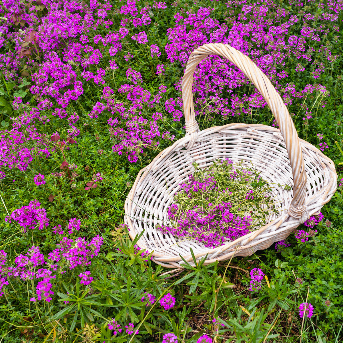 Thym hirsute - Willemse