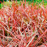 Herbe rouge Belinda's Find® - Willemse