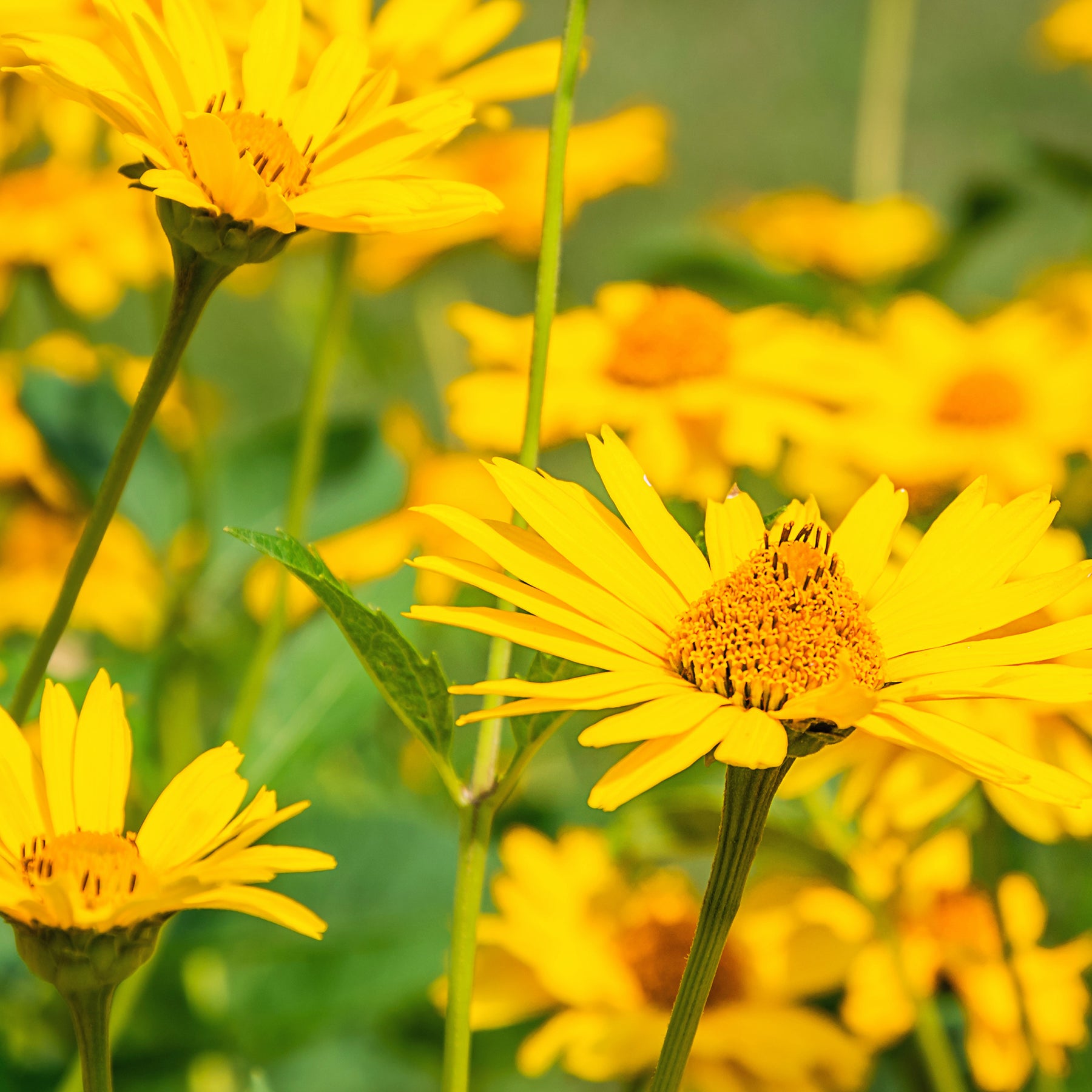 Arnica des montagnes - Willemse