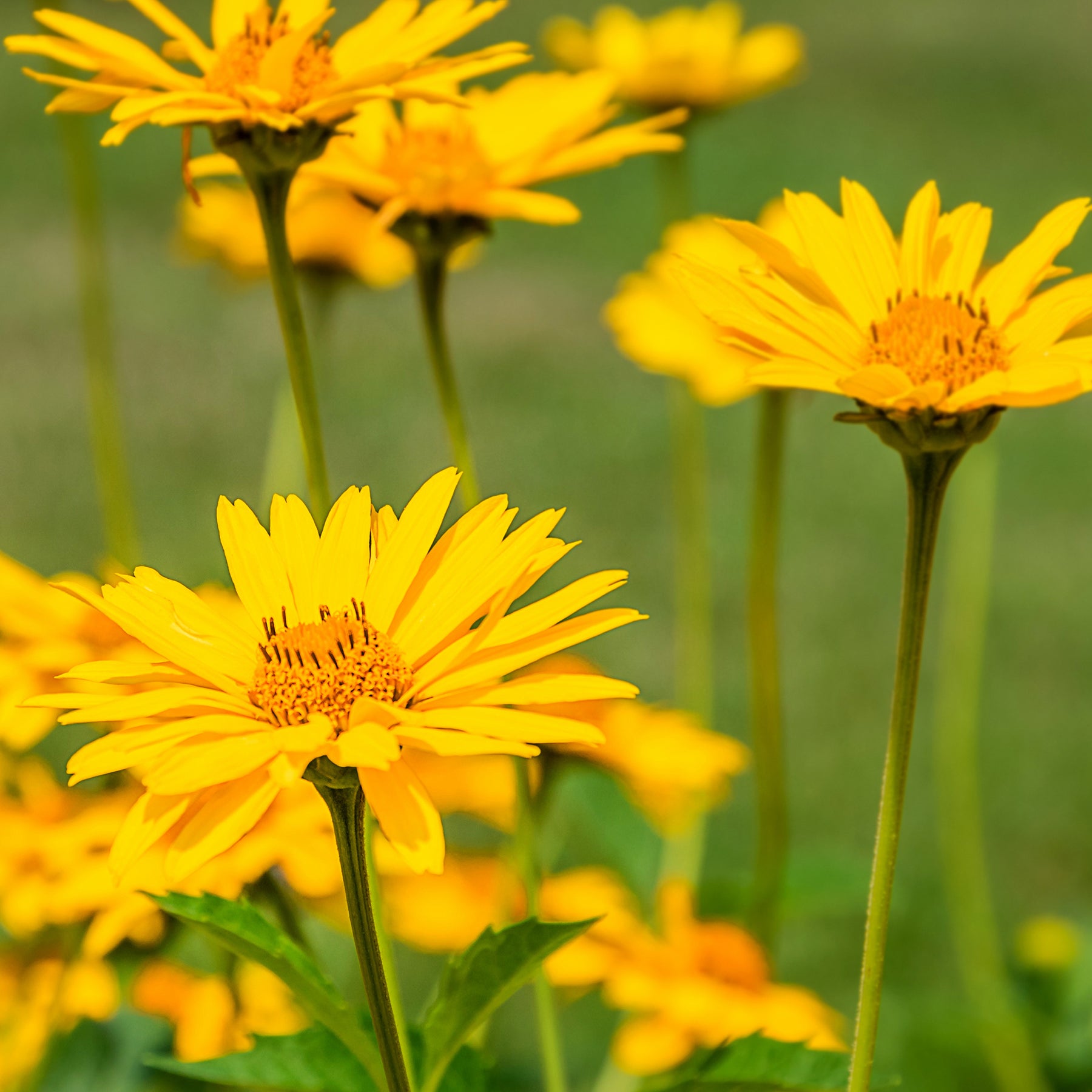 Arnica montana - Arnica des montagnes - Vivaces sauvages