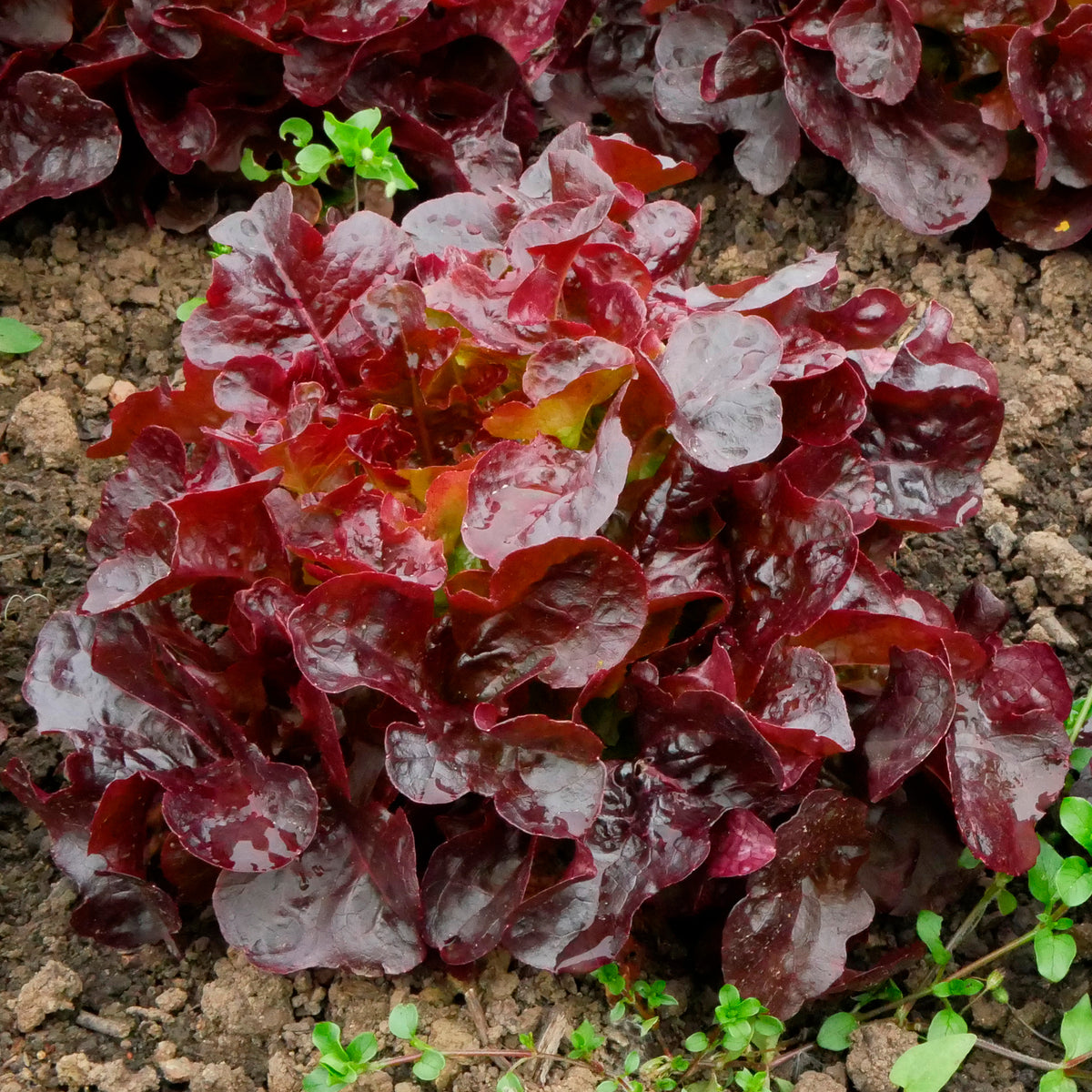 Laitue batavia Rouge Bocado - Willemse