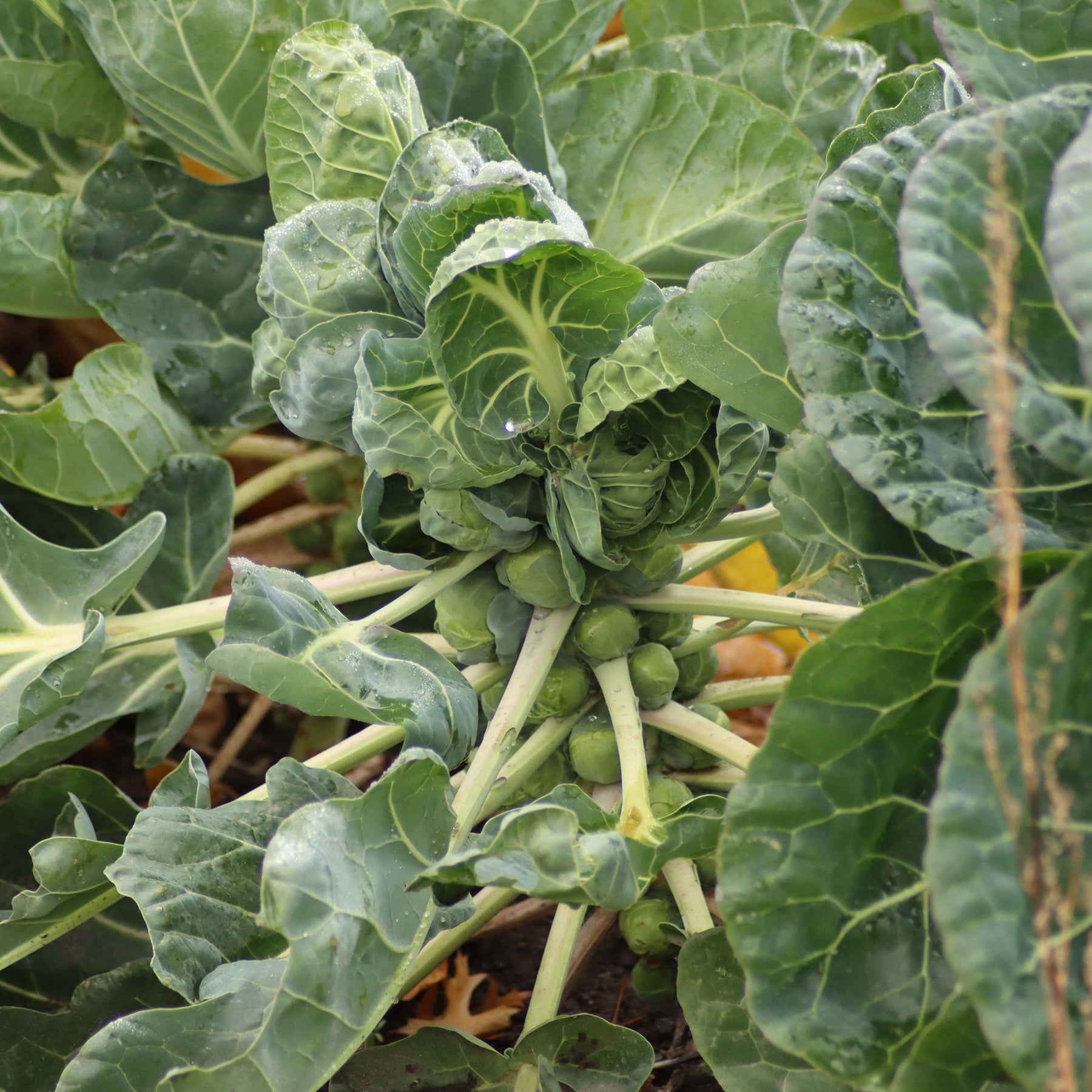 Chou de Bruxelles Bright F1 - Willemse