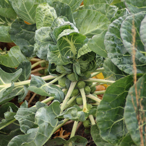 Chou de Bruxelles Bright F1 - Willemse