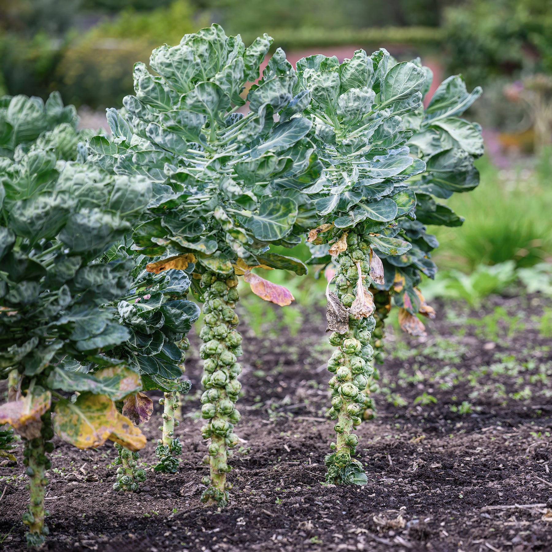 Chou de Bruxelles Bright F1 - Brassica oleracea gemmifera Bright F1 - Willemse