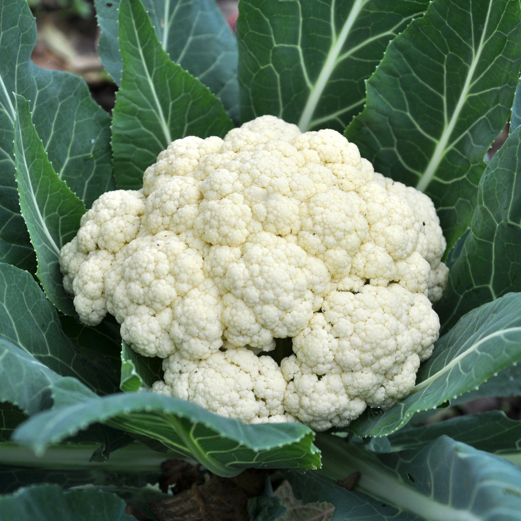 Chou-fleur Novia F1 - Willemse