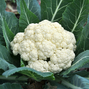 Chou-fleur Novia F1 - Willemse