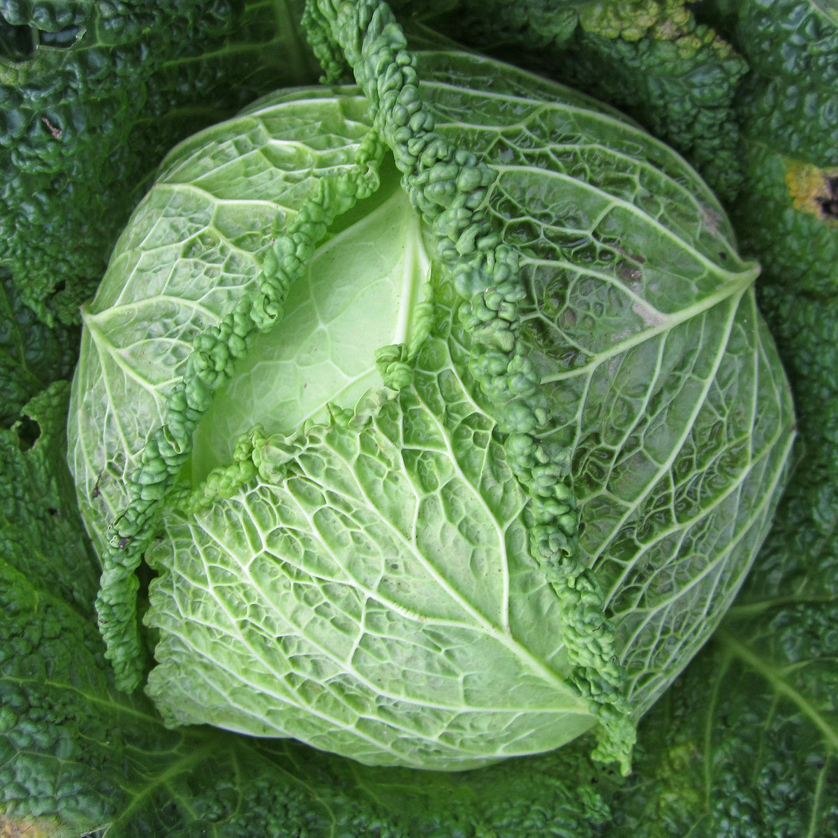 Chou de Milan Manon F1 - Brassica oleracea sabauda Manon F1 - Willemse