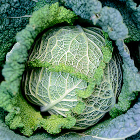 Chou de Milan Manon F1 - Willemse