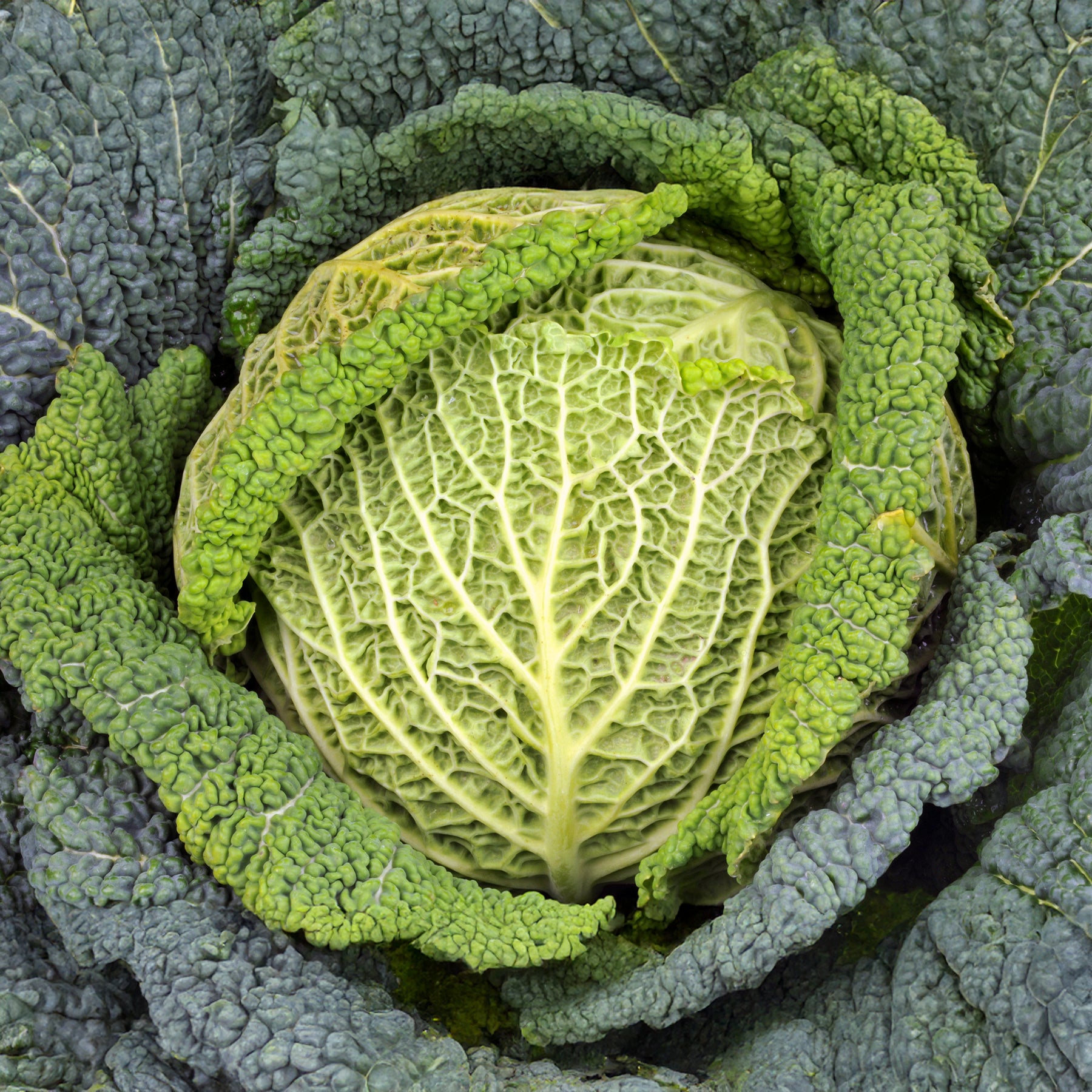 Brassica oleracea sabauda Manon F1 - Chou de Milan Manon F1 - Plants de choux