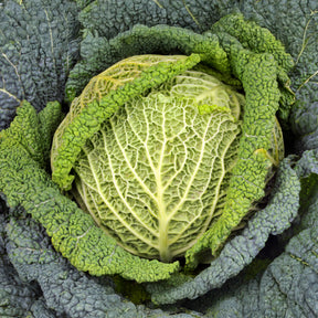 Brassica oleracea sabauda Manon F1 - Chou de Milan Manon F1 - Plants de choux