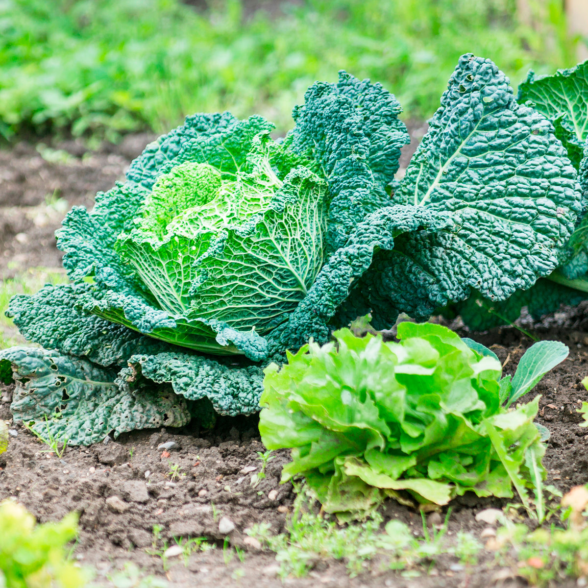 Chou de Milan Manon F1 - Brassica oleracea sabauda Manon F1 - Willemse