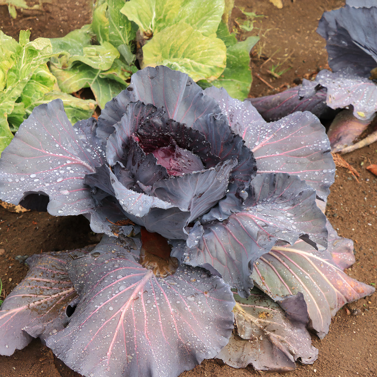 Chou rouge Fuego F1 - Willemse