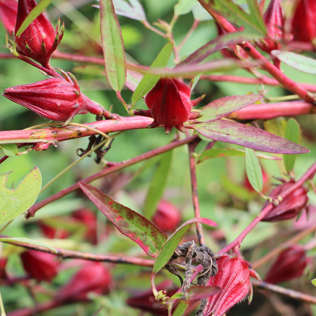 Hibiscus sabdariffa - Oseille de Guinée - Willemse