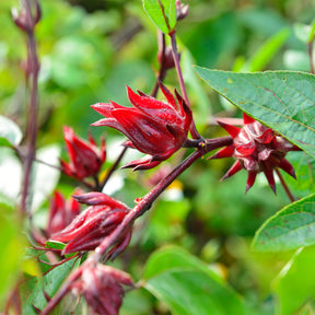 Hibiscus sabdariffa - Oseille de Guinée