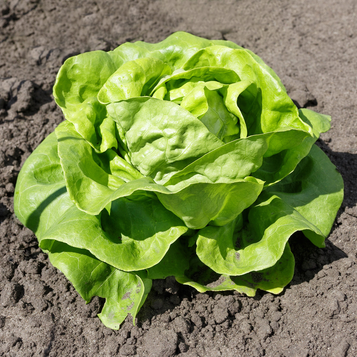 Laitue pommée Justine - Willemse